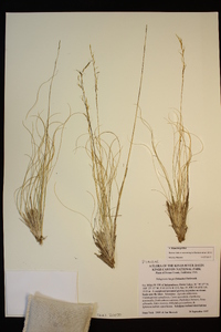 Stipa kingii image